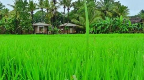 Polonnaruwa Maison | Rice Villa Retreat