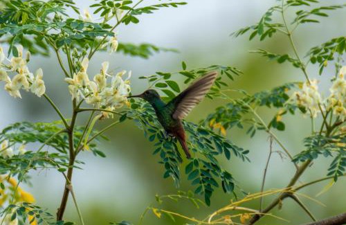 Northern Plains Appartement | Rio Celeste Birds Garden Apartment con Aire Acondicionado Comodidad en un Entorno Natural 1