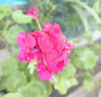 Rishop Maison | Rishop Mountain Homestay