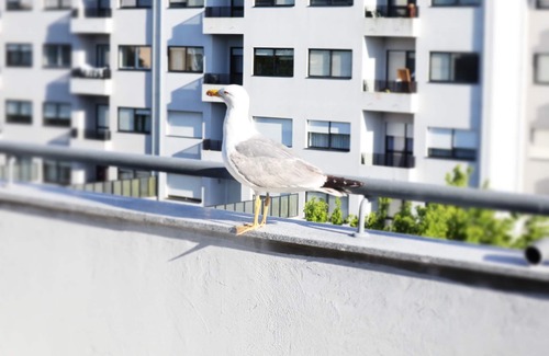 Lordelo do Ouro e Massarelos Appartement | River & Ocean – Cozy independent Studio