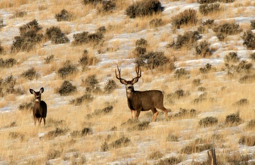Custer County Maison | Rocky Mountain RV Camp