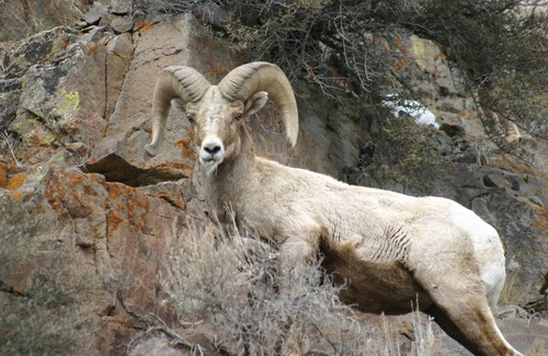 Custer County Maison | Rocky Mountain RV Camp