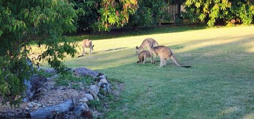 Agnes Water Maison | Roo Or 2 on Streeter