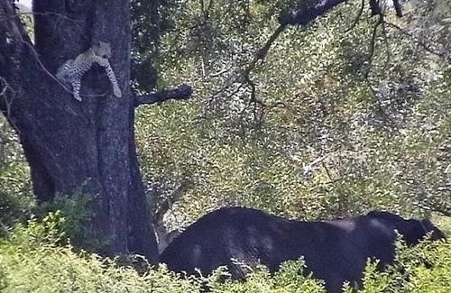 Kruger National Park Cabine | Roodewal Bush Lodge
