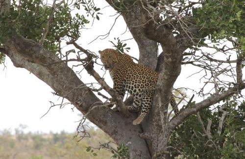 Kruger National Park Cabine | Roodewal Bush Lodge