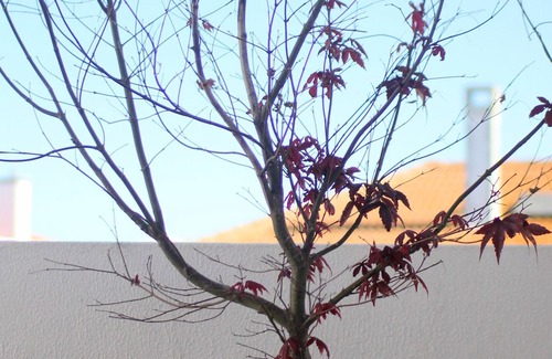 Mafra Maison | Maison sur le toit et barbecue au centre de Mafra Vila