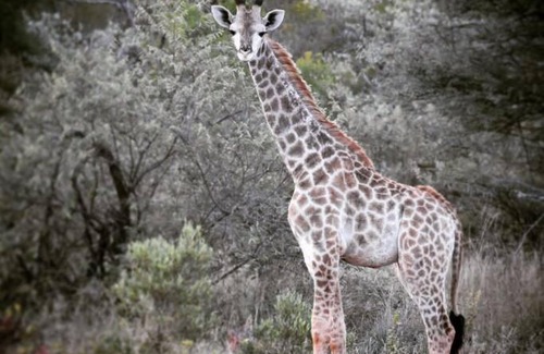 Thabazimbi Autre | Rooibokkoppie Avontuur kamp