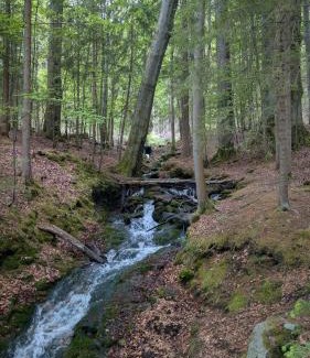 Eibenstock Appartement | Ruheort mitten im Wald