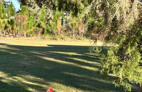 Boys Ranch Location De VR | RV Campsite ONLY in Suwannee County Florida, near the Suwannee River
