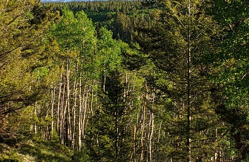 Cimarron Location De VR | RV Lot nestled in the Aspens!