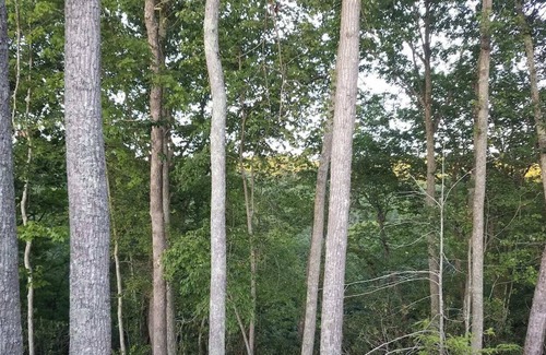 Blacksburg Location De VR | RV Site (B)w/ Full Hook Ups, 5 minutes from VT! Bring your Own RV & come stay!