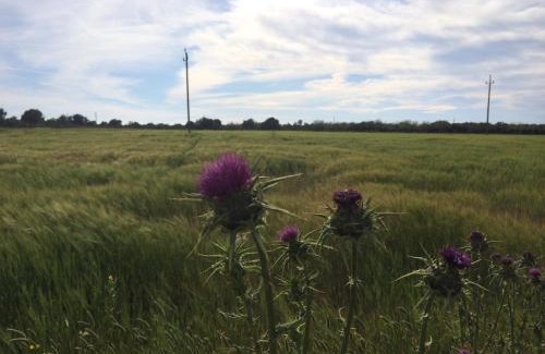 Sa Torre Maison | Sa Bassa Crua Agroturismo