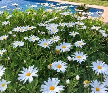 Estellencs Hôtel | Sa Plana Petit Hotel