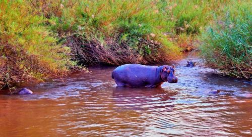 Hazyview Station Balnéaire | Sanbonani Hotel