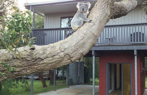 Sandy Point Maison | Sandy Point Tree House