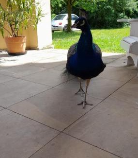 Bobitz Appartement | Schloss Tressow