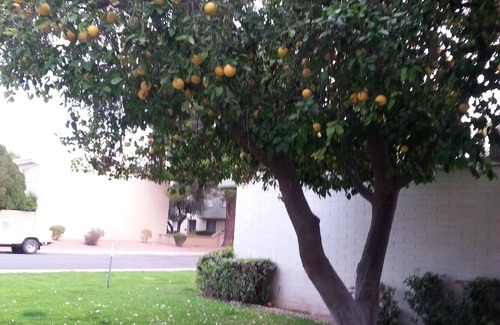 Heatherbrae House Copropriété | Richesse abordable de Scottsdale