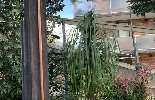 Freshwater Appartement | Sealoc Beach Apartment - Escape to this exquisite two-bedroom house/apartment nestled amidst lush tropical gardens with views of Curl Curl Beach: