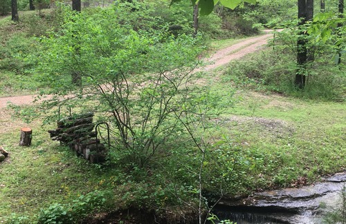 Eureka Springs Cabine | Log Cabin Une Chambre Pet Friendly