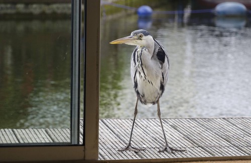 Hoveton Cottage | Self Catering 2 Bedroom Kingfisher Lure In Wroxham, Norfolk, Norfolk Broads, Eng
