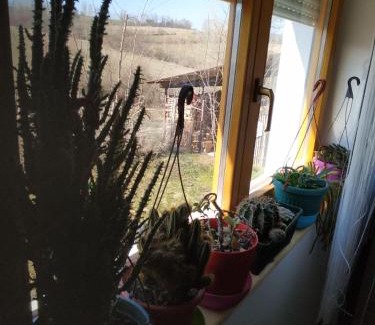 Central Serbia Appartement | Seosko turističko domaćinstvo MILKA
