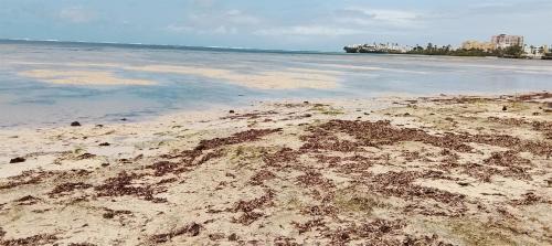 Bamburi Appartement | Serene Luxury Seaview Homestay Nyali Msa