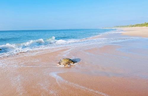 Rekawa Station Balnéaire | Shine Wave Turtle Beach