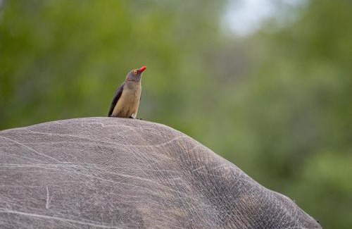 Thorny Bush Game Reserve Appartement | Simbavati Mvubu Cottage