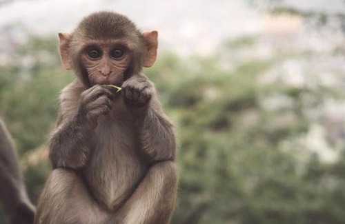 Bedla Villa | Singh Villa Udaipur