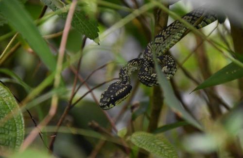Kotapola Lit Et Petit-Déjeuner | Sinharaja Rainforest Sanctuary