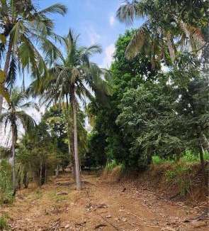 Kanakapura Autre | Siridhama Farm