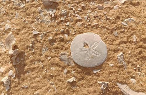 Siwa Maison | Siwawi house