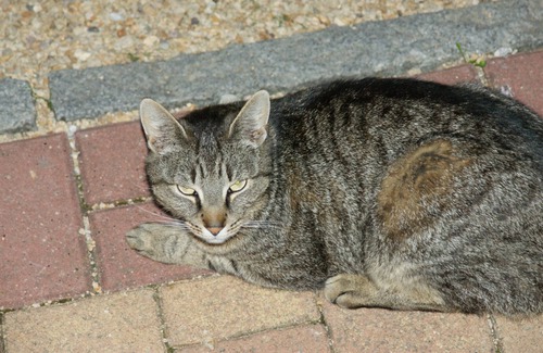 Beelitz Appartement | Petit appartement à câliner dans Natrupark