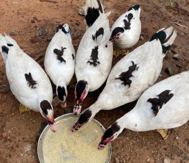 Lalgudi Maison | Srirangam Heritage Farmhouse - Perfect Spot for Parties & Events
