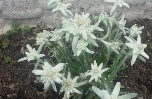 Folgaria Cabine | Choza Stella Alpina.