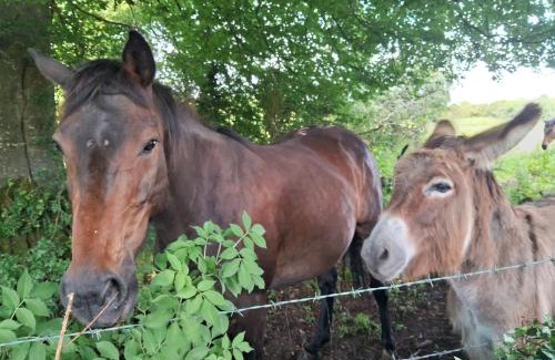 Athenry Appartement | Stone Barn Cottage In Galway Countryside