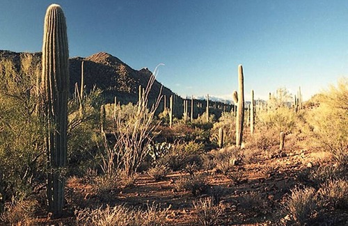 Tucson Estates Appartement | Studio De Saguaro-Hot Tub Retreat at Alma Del Sol