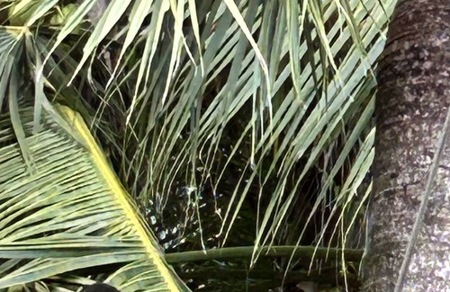 Palma Appartement | Studio with AC & Wifi in a Tropical Paradise