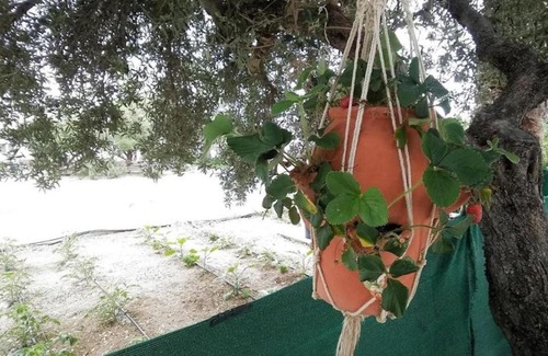 Ferma Appartement | Studio with sea view