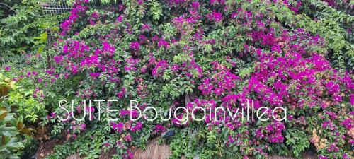 Llica d'Amunt Appartement | SUITE Bougainvillea