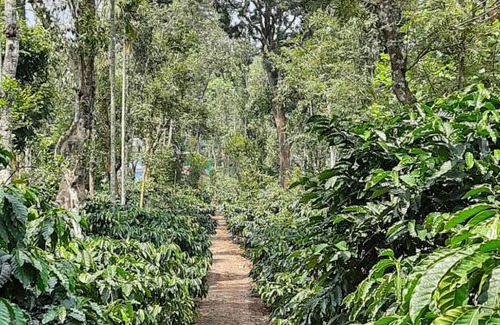 Kutta Maison | Sunrise Homestay, Nagarahole