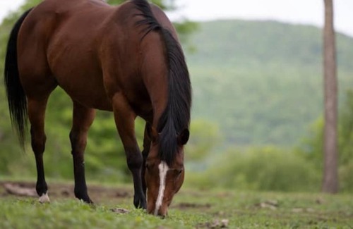 Millerton Autre | Surrounded by Berkshire Mountain Views and Horses Book a trail ride or a lesson