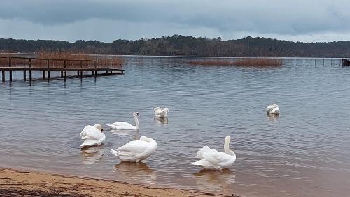 Aureilhan Appartement | T2, 50m du lac, PISCINE, WIFI, jardin terrasse sans vis-à-vis, 1 à 4 pers