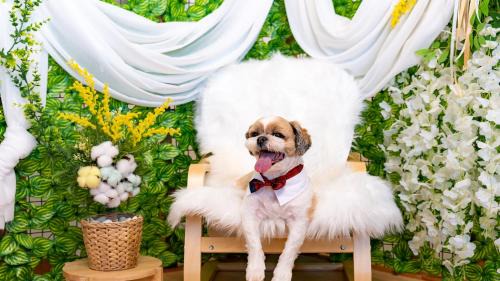Nam Maison | Taean WithDog Aegyeonspa Poolvilla