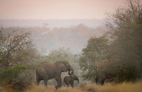 Kruger National Park Cabine | Tanda Tula Safari Camp