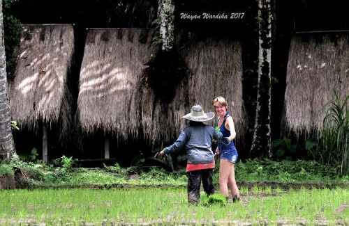 Taro Autre | Tegal Dukuh Camp