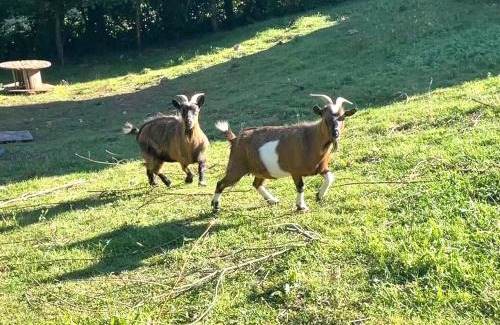 Bessuejouls Autre | Tente Lodge avec vue sur l'Aubrac