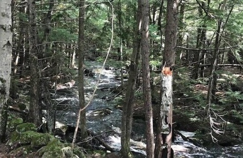 Lyndeborough Location De VR | Tentrr - Wally Meadows à Purgatory Falls