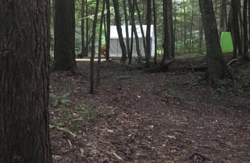 Spencer Location De VR | Tentrr Signature Site - Forest Fairy Tale By The Creek