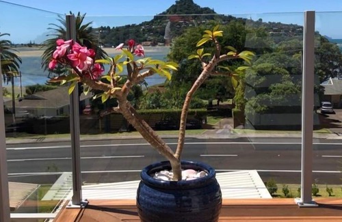 Tairua Cottage | The Beach Pod - Maison de vacances Tairua